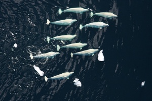 Beluga whale pod in Chukchi sea - photo courtesy NOAA, photo by Laura Morse